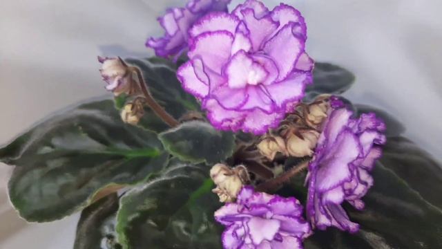 Цветение моих фиалок! 30.12.2024г. Последнее видео в этом г? смотреть онлайн