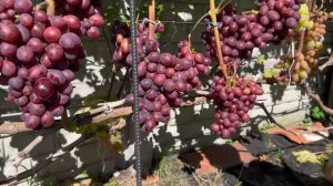 Виноград Велюр. Особенности, преимущества и недостатк