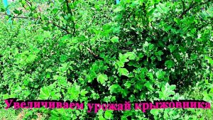 "Увеличиваем урожай крыжовника."#сад#огород#дача
