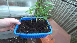 Не делай мне нервы своими блинчиками… Горький перец ??? А куда посадить ??? Дыня ?