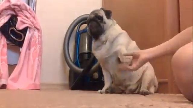 Приколы с мопсами | Смешные мопсы |Best funny dogs смотреть онлайн