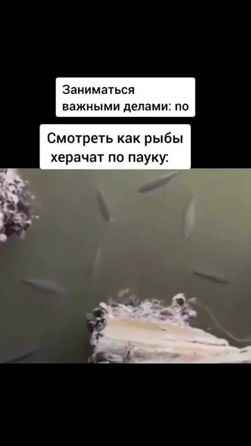 Поддержи подпиской #мемас #прикол #паук #neon_mxc смотреть онлайн