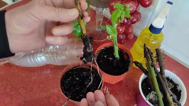 Вот и Корни!!! Черенкуем Розы дома!!!.