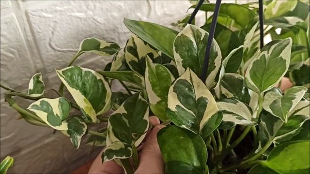 Черенкуем Эпипремнум и Сциндапсус 🌺 смотреть онлайн