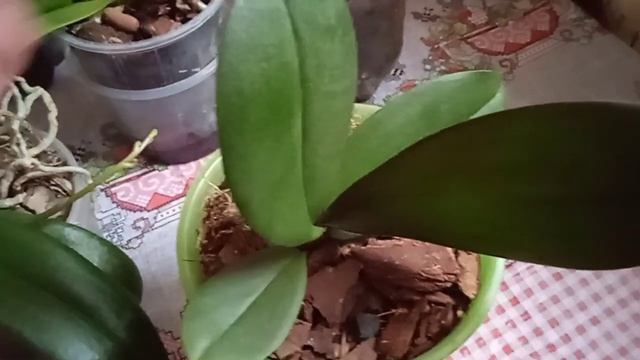 🐈RED WILD CAT🐈ОРХИДЕЯ-ФАНТОМ👻👻👻