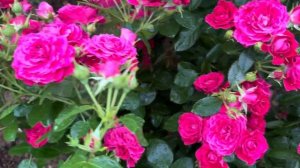 Роза Домен де Сен жан де Борегар