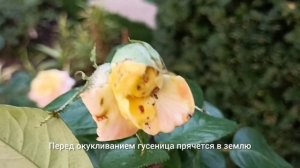 Кто грЫзёт бутоны на розах? Хлопковая совка. Как борот?