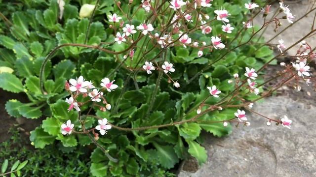 УТРЕННЯЯ ПРОГУЛКА ПО САДУ. 17 мая 2024. НЕ ТОЛЬКО РОЗЫ.