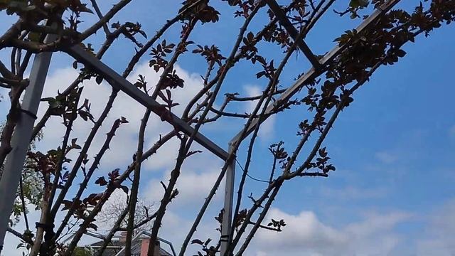 На каком расстоянии от опор я сажаю розы.