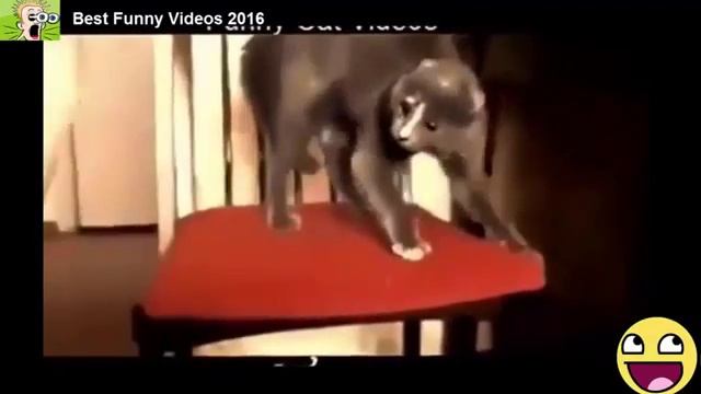 Смешные Видео Самые смешные приколы про животных 2016 года #17 смотреть онлайн