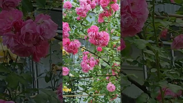 17.06.2024🌹🌿🌹🌿🌹😍 Как хороши, как свежи были розы ...😍 смотреть онлайн