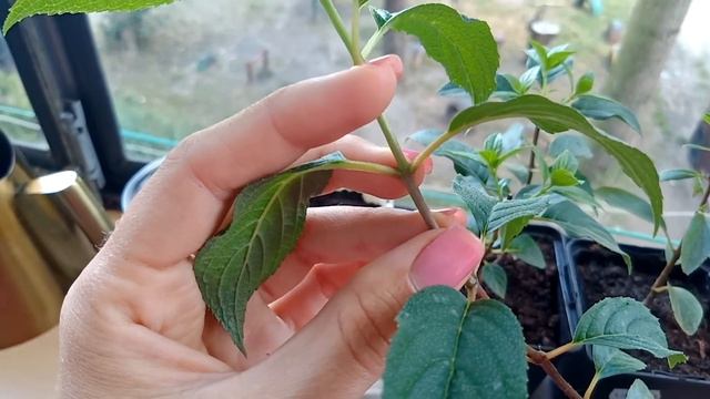 Черенкування і пересадка волотистих гортензій смотреть онлайн