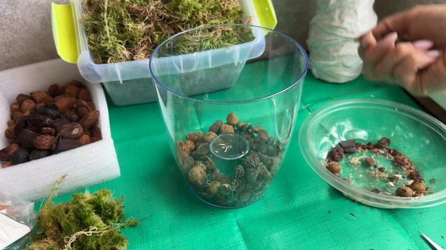 Rainbow Sakura Tree-групповая. Море. Посылка с мхом. Заболела од смотреть онлайн