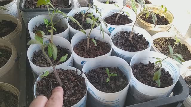 Если лист у томата заворачивается во внутрь, значит это ... (оэдема, черная ножка, сырая почва)