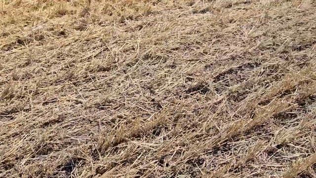 Уборка. Озимая пшеница 2024