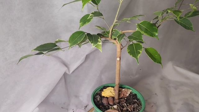 √1,2 фикус1 бонсай