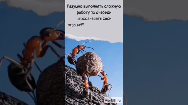 Чему нас могут научить гуси. смотреть онлайн
