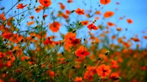 Автор Кирилл Богомилов "Обереги Макоши "