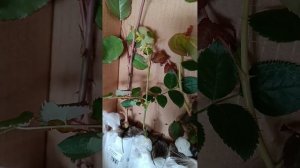 Распаковка питомник Тамара Розы !!!