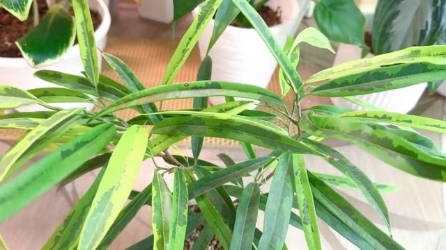 Обзор и пересадки фикусов