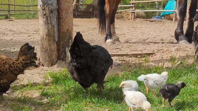 🔥ЗАБРОШЕННЫЙ УЧАСТОК ПРЕВРАЩАЕМ В МЕЧТУ. ПОСАДИЛИ СА
