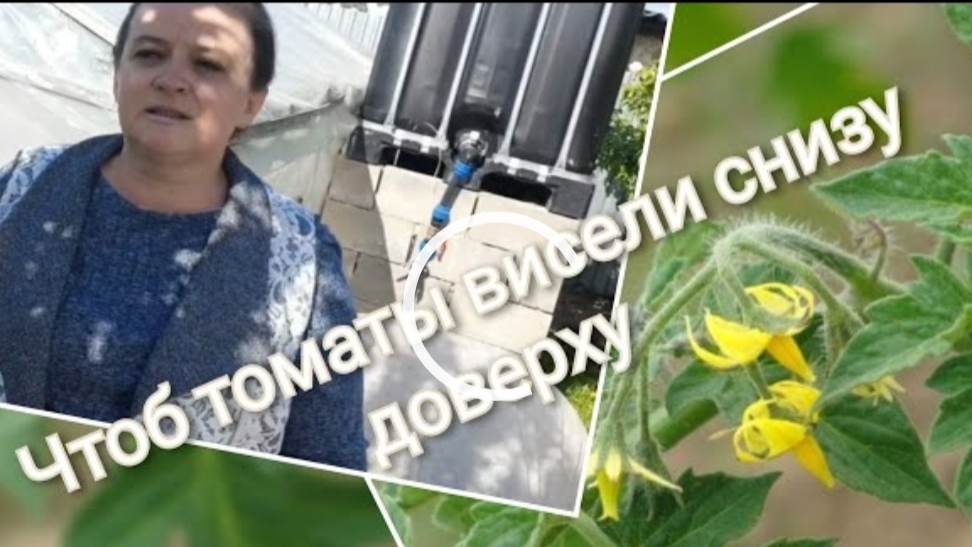 Опыление цветков томатов. Стимулятор плодообразования смотреть онлайн