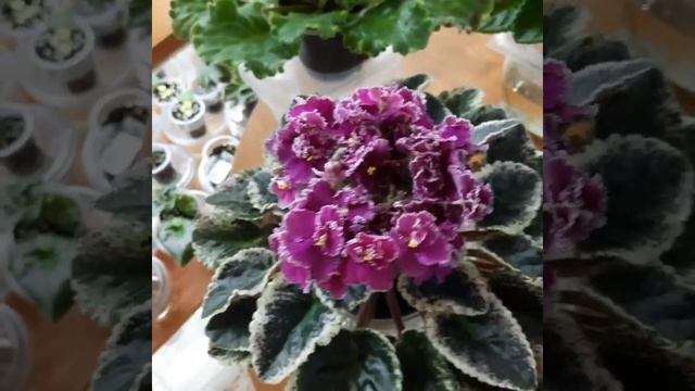 Цветущие фиалки с названием сорта. Видеокаталог 1 част