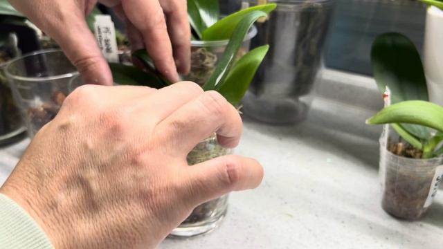 Как АДАПТИРОВАТЬ орхидеи НА ЗАКАТЕ СОЛНЦА!? 👀#фаленоп