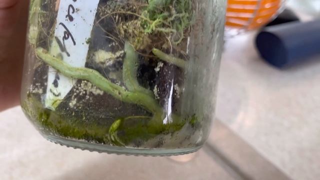 ОРХИДЕИ с "кукольным" цветением 🌼💎🌼СЮРПРИЗ от БИГ ? смотреть онлайн