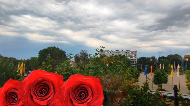 Роза алая моя.Павел  Филипчик