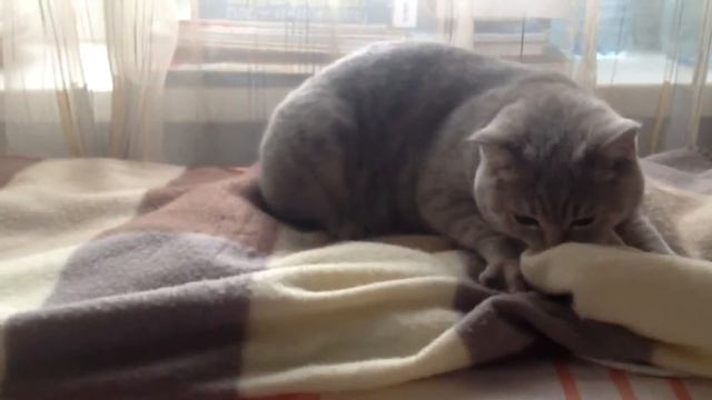 Котенок любит одеяло!! смотреть онлайн