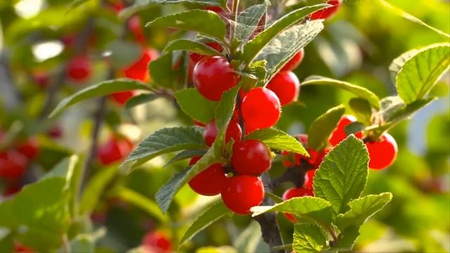 Жена нашла в машине мужа женские трусы и закатила скан смотреть онлайн