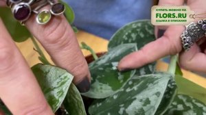 Сциндапсус Аргиреус и Сциндапсус Сильвер Анна. Сравни