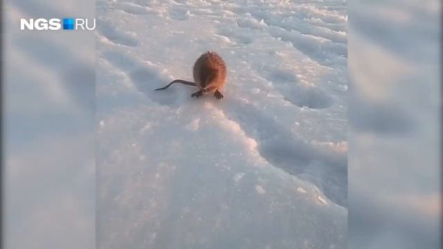 Рыбак снял агрессивную ондатру, которая вылезла из лунки и напала на его друзей смотреть онлайн