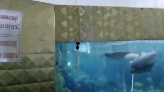 ШЫМКЕНТ. ЗООПАРК/ЗООБАҚ/SHYMKENT. ZOO. 😍😍 смотреть онлайн