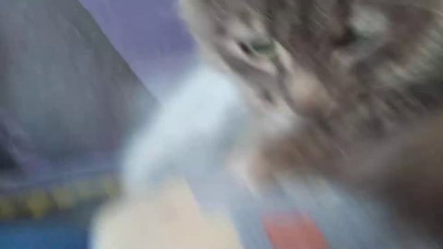 Прикол с котом и фольгой смотреть онлайн