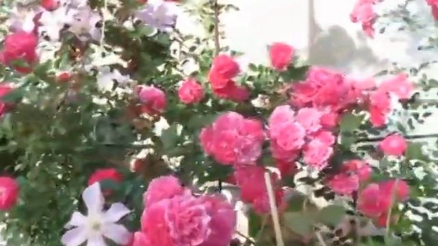 Мои плетистые розы цветут!!!