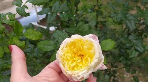 19.10.2024г. Плетистая 🌹 Amnesty International, цветение в октябре.#р