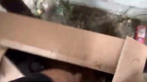 голуби Дагестана дербент