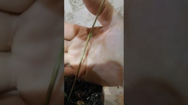 Фейхоа - воздушная отводка.