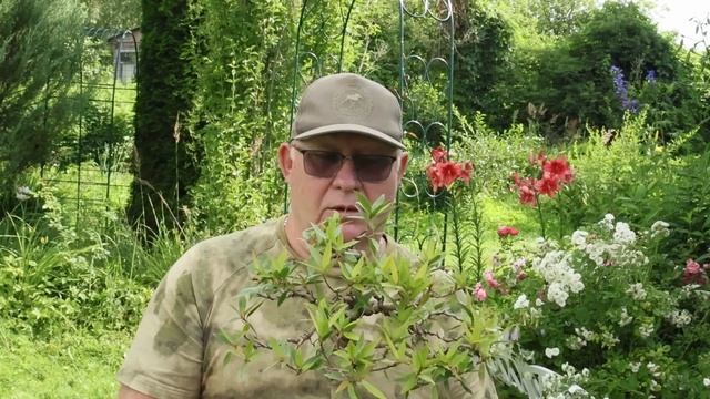 Фикус иволистный / саликария / нерифолия в бонсай @Studio. смотреть онлайн