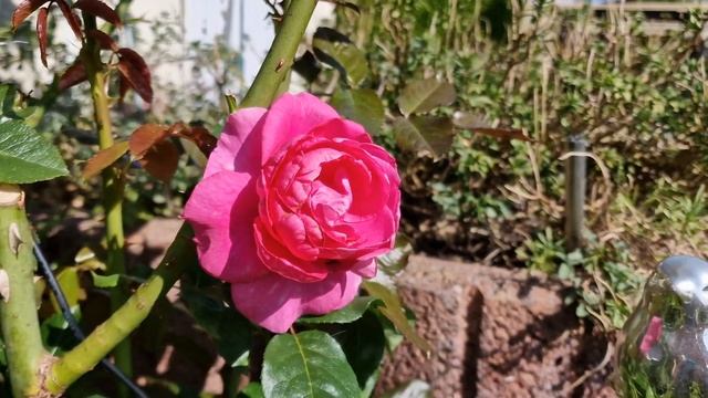 #Naomi #НАОМИ РЕНЕССАНС От весны до зимы.