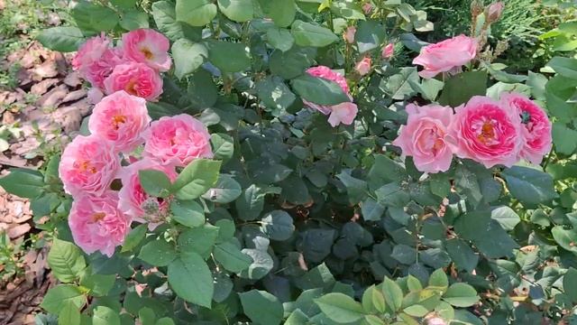 Цветение Роз Хевенли Пинк, Леонардо да Винчи и другие.