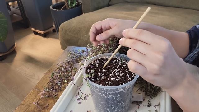 Разговорная ПЕРЕСАДКА | Обновляю КАЛЛИЗИЮ, пересажива