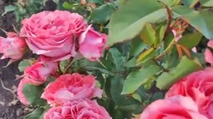 Царство роз 🌹Корал желе 🌹восторг 🌹#розы #цветение#с