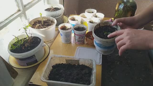 Мульчирование рассады чайной заваркой