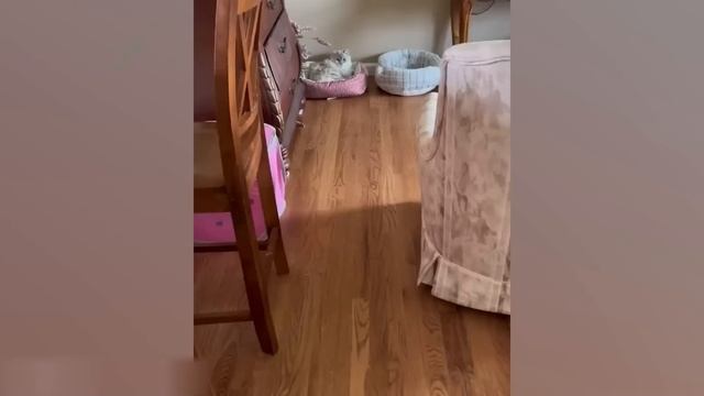 Приколы с котами! НОВОГОДНЯЯ ОЗВУЧКА! Самые смешные ж? смотреть онлайн