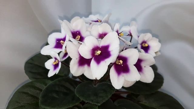 Цветение моих фиалок! Несколько сортов из моей коллек?