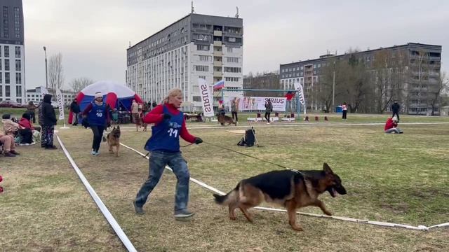 РАБОЧИЙ КОБЕЛИ / КЧК КЕМЕРОВО 4 мая`25 И.Ширан Моно немецких овчарок