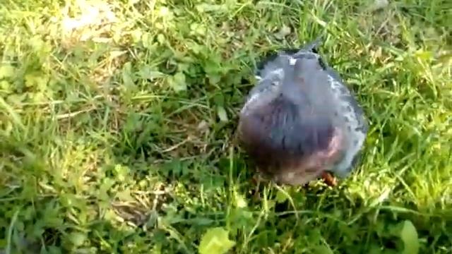 Голубь Наташа сломалась смотреть онлайн